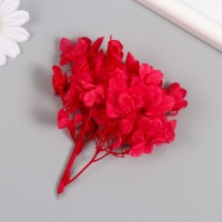 Сухоцвет "Гортензия" красный h=6-6,5 см Сухоцвет "Гортензия" красный h=6-6,5 см