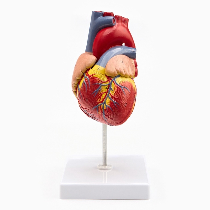 Макет Макет "Сердце" разборный 13*8см