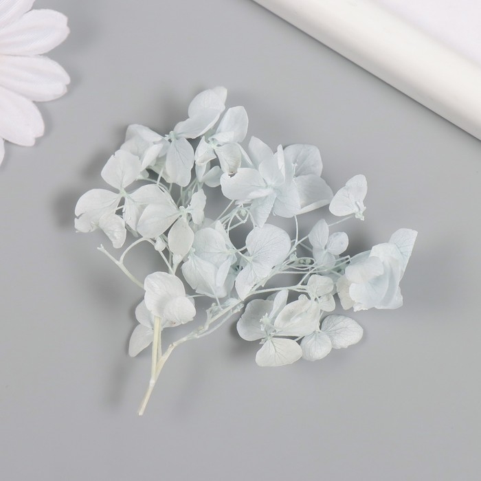 Сухоцвет "Гортензия" нежно-голубой h=6-6,5 см