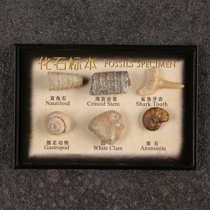 Набор Набор "Аммониты"