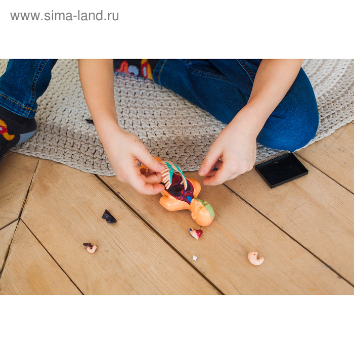 Набор для опытов &laquo;Анатомия человека&raquo;