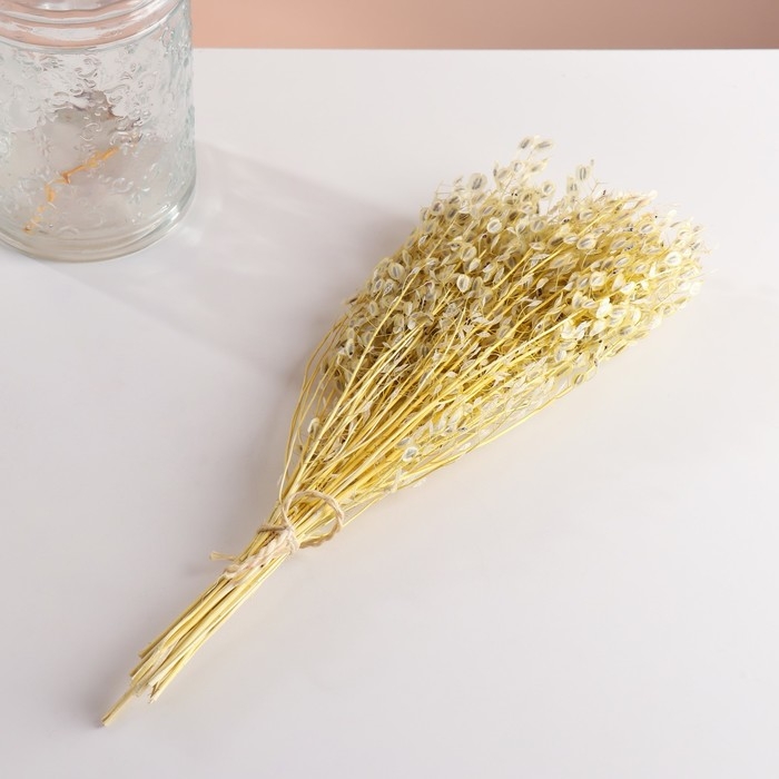 Набор сухоцветов "Монетник", банч длина 60 (+/- 6 см), выбеленный