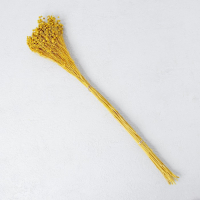 Сухоцвет &laquo;Абрус&raquo; набор 24 шт, цвет желтый