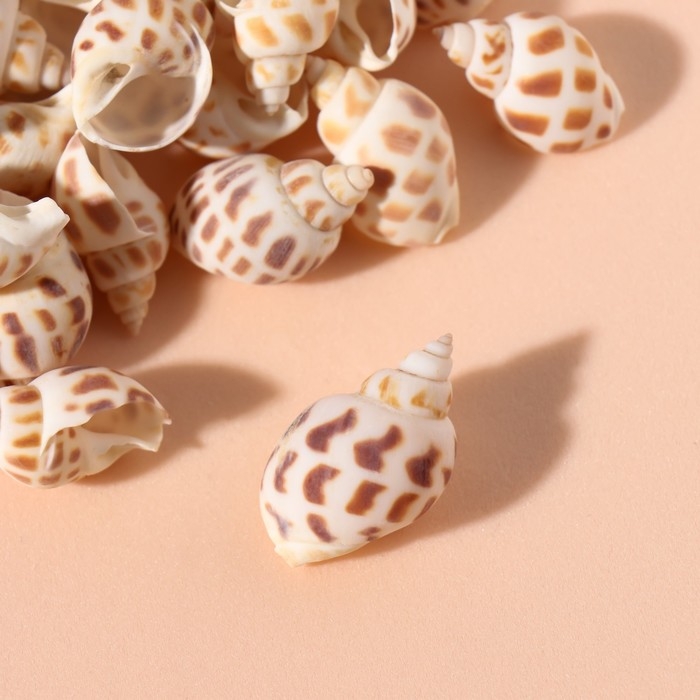 Ракушки природные декоративные Ракушки природные декоративные "Бабилония" набор 100 гр