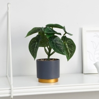 Бонсай в горшке "Алоказия галант" 7,5х15 см Бонсай в горшке "Алоказия галант" 7,5х15 см