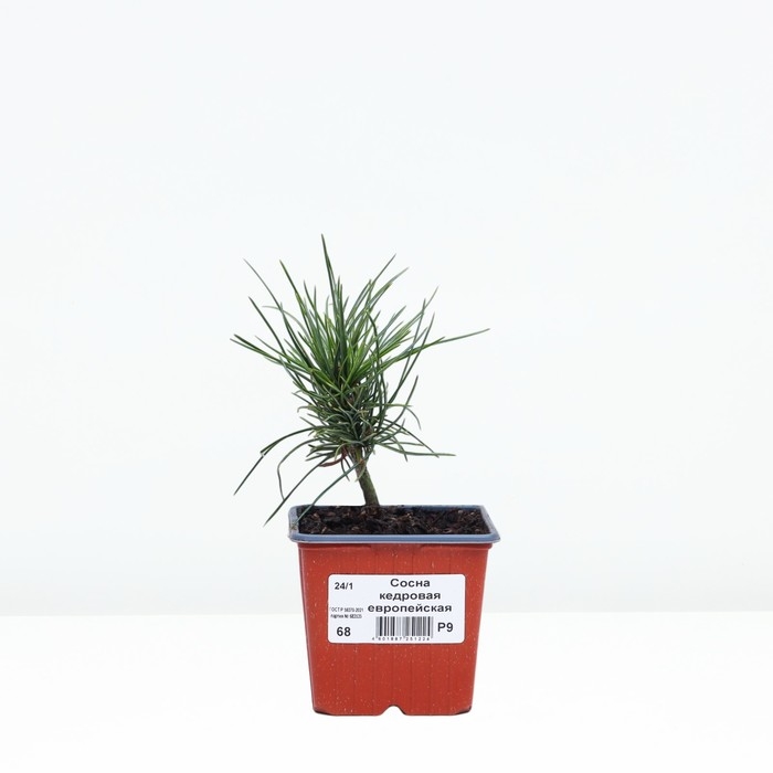 Сосна кедровая европейская "Цембра", Р9, Весна 2024