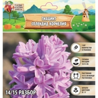Гиацинт Сплендид Корнелия, р-р 14/15, 3шт, Осень 2024 Гиацинт Сплендид Корнелия, р-р 14/15, 3шт, Осень 2024