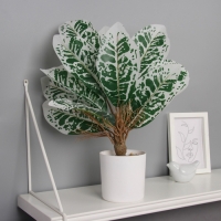 Бонсай в горшке "Диффенбахия пятнистая" 34х10 см, микс