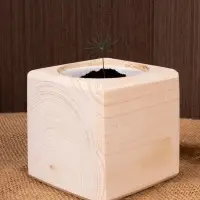 Набор для выращивания &laquo;Экокуб&raquo;, сосна