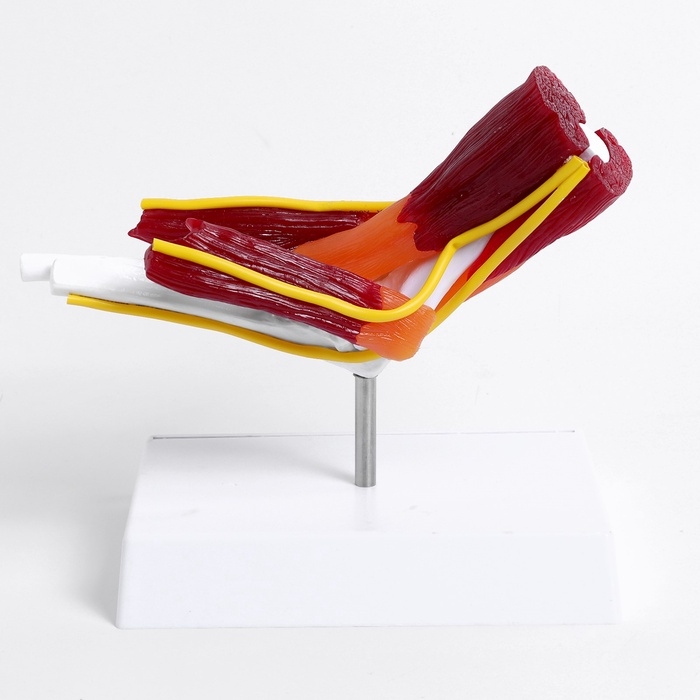 Макет Макет "Локтевой сустав с мышечной тканью и связками" 21см