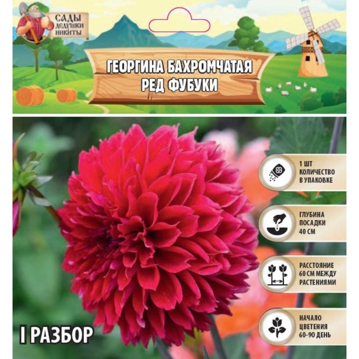 Георгина Бахромчатая Георгина Бахромчатая "RED FUBUKI" , р-р I, 1 шт,