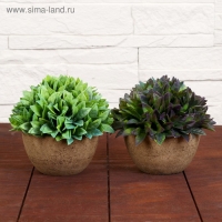 Бонсай в горшке "Густые листики" 13х11 см, микс Бонсай в горшке "Густые листики" 13х11 см, микс