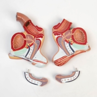 Макет "Половые органы мужчины" 18*14*18см Макет "Половые органы мужчины" 18*14*18см