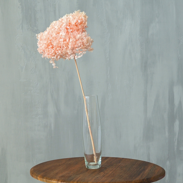 Сухоцвет &laquo;Гортензия крупнолистовая&raquo;, тёмно розовый, 1 веточка 50 - 70 см в упаковке