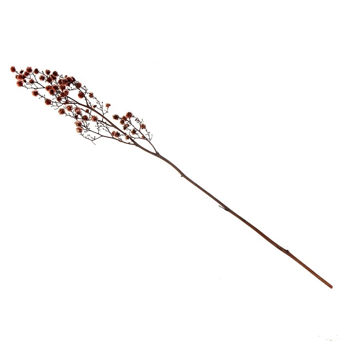 Сухие цветы «Молочай Миля», 25 г, длина — 70 см, цвет розовый Сухие цветы «Молочай Миля», 25 г, длина — 70 см, цвет розовый