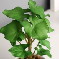 Бонсай в горшке "Филодендрон селло" (мягкий лист) 12х6 см, микс Бонсай в горшке "Филодендрон селло" (мягкий лист) 12х6 см, микс