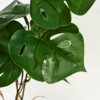 Бонсай в горшке &laquo;Монстера блик&raquo; 7,5х20 см