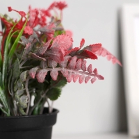 Бонсай в горшке "Скабиоза" 7х14 см, микс Бонсай в горшке "Скабиоза" 7х14 см, микс