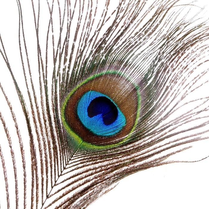 Перо павлина для декора 1 шт., размер &mdash; от 70 до 80 см