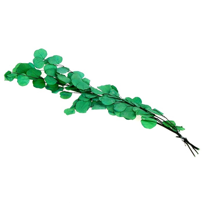 Сухоцвет персикого дерева, 50 г, длина &mdash; 70 см, цвет светло-зелёный