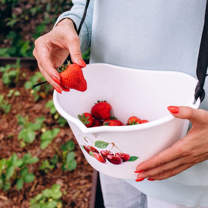 Ёмкость для сбора ягод, 3 л, &laquo;Вишня&raquo;