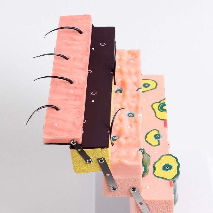 Макет Макет "кожный покров в разрезе" 21*4*20см