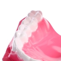 Игровой набор «Макет челюсти человека», 12 × 9 см, с щёткой, щётка цвета МИКС Игровой набор «Макет челюсти человека», 12 × 9 см, с щёткой, щётка цвета МИКС