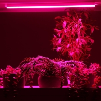 Фитосветильник светодиодный, 9 Вт, 572 мм, сине-красный спектр, фиолетовый, FITO-9W-Т5-N, &laquo;ЭРА&raquo;