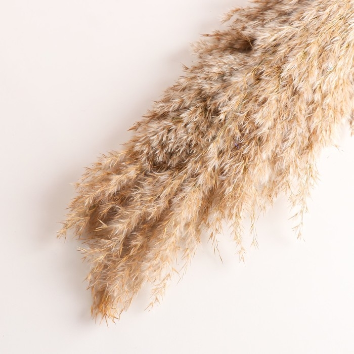 Набор сухоцветов Набор сухоцветов "Камыш", банч длина 65 (+/- 6 см), натуральный