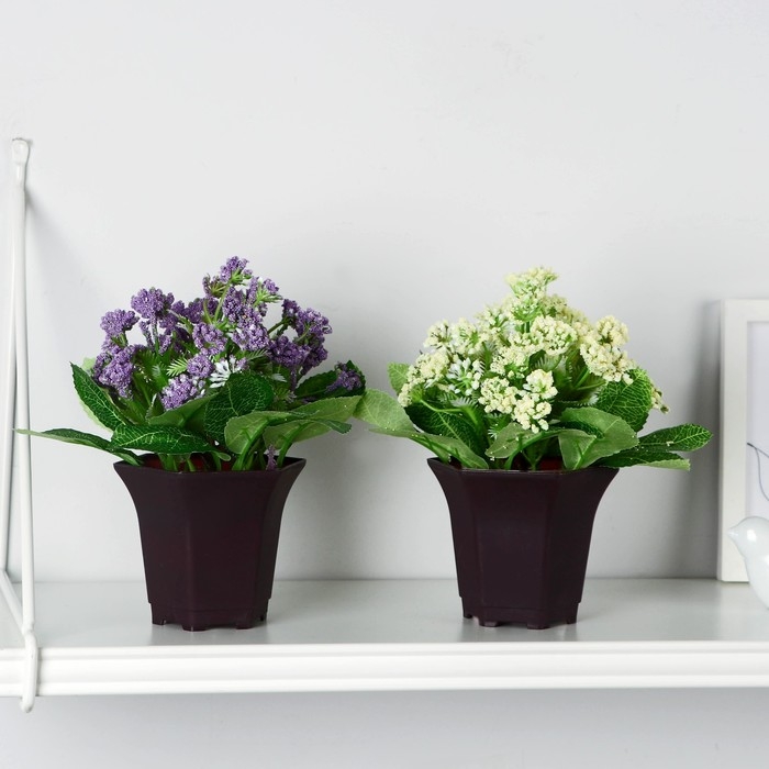 Бонсай в горшке "Тысячелистник" 8х17 см, микс