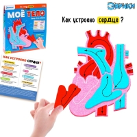 Набор для опытов &laquo;Моё тело&raquo;, сердце