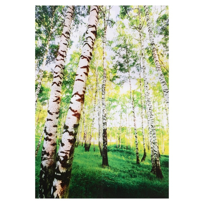 Фотообои К-085/В Симфония В березках, 1400х2000мм Фотообои К-085/В Симфония В березках, 1400х2000мм