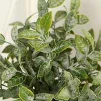 Бонсай в горшке "Педилантус" 8х20 см