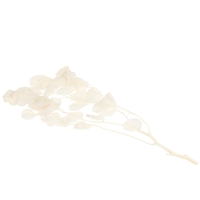 Сухоцвет персикого дерева, 50 г, длина &mdash; 70 см, цвет белый