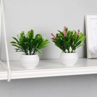 Бонсай в горшке "Гадючий лук" 5,5х10 см, микс