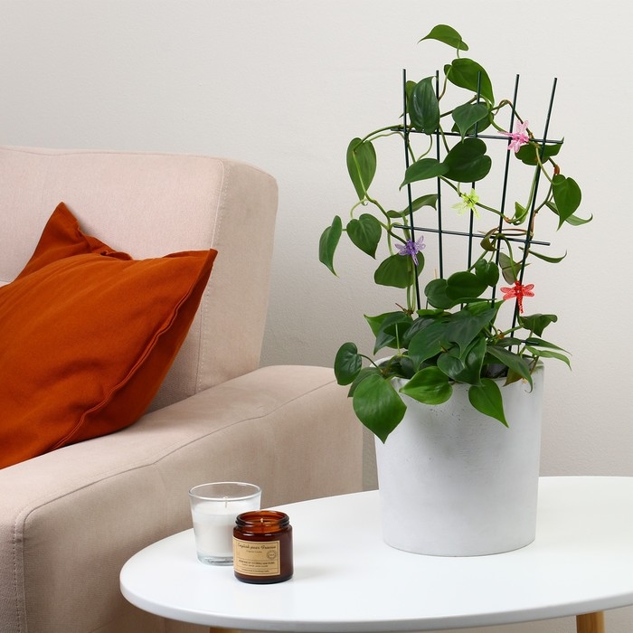 Клипса для растений «Стрекоза», набор 10 шт., МИКС, Greengo Клипса для растений «Стрекоза», набор 10 шт., МИКС, Greengo