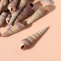 Ракушки природные декоративные "Спираль" набор 100 гр