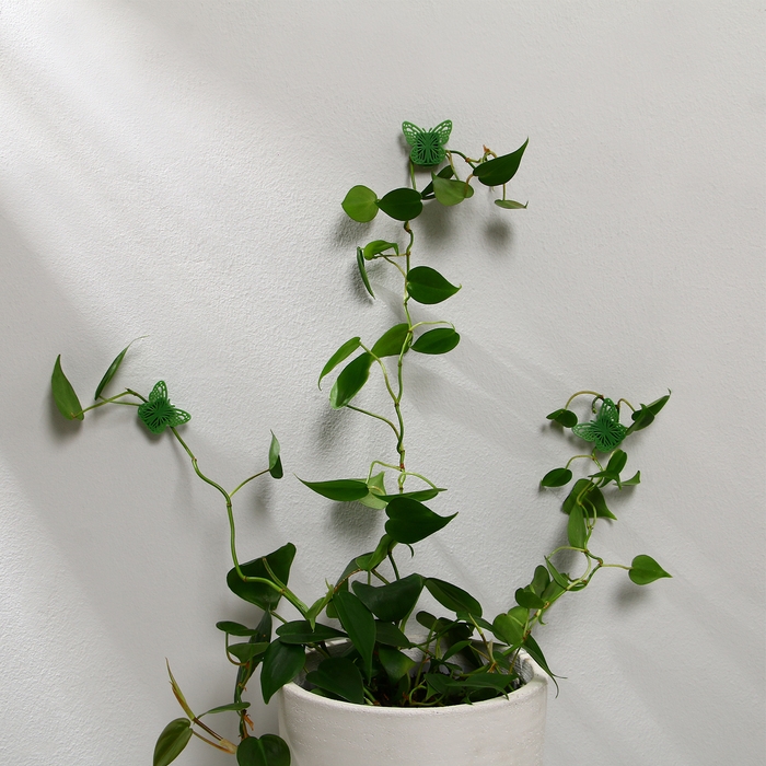 Крепления для вьющихся растений, самоклеящиеся, &laquo;Бабочка&raquo;, набор 10 шт., Greengo