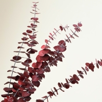 Сухоцвет &laquo;Эвкалиптовое дерево&raquo;, красный, 10 шт. в упаковке