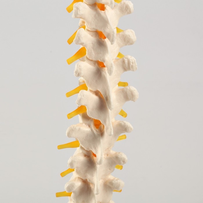 Макет Макет "Позвоночник человека" 74см