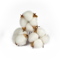 Сухие цветы хлопка, набор 3 шт., размер 1 шт. 6 &times; 6 см, цвет белый