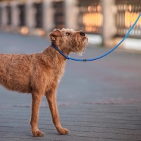 Ринговка 130 х 0,8 см, синяя Ринговка 130 х 0,8 см, синяя