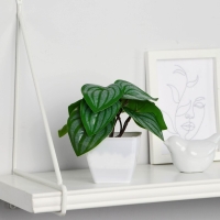 Бонсай в горшке "Пеперомия" 7х13 см Бонсай в горшке "Пеперомия" 7х13 см