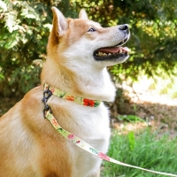 Набор &laquo;Цветы&raquo;, застёжка - фастекс, поводок 2 м и ошейник 28-46 см