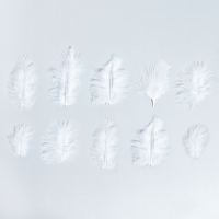 Набор перьев для декора 10 шт., размер 1 шт: 10 × 2 см, цвет белый Набор перьев для декора 10 шт., размер 1 шт: 10 × 2 см, цвет белый
