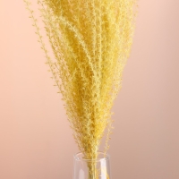 Набор сухоцветов "Мискантус", банч 3-5 шт, длина 60 (+/- 6 см), желтый
