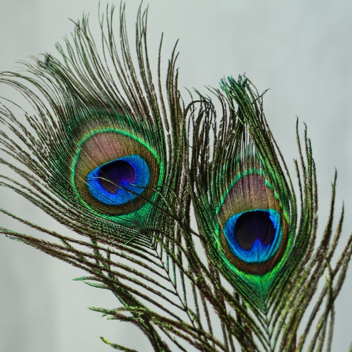 Перо павлина для декора, набор 3 шт., размер 1 шт. &mdash; от 25 до 30 см