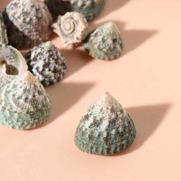 Ракушки природные декоративные "Дракон" набор 100 гр