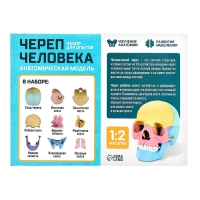 Набор для опытов &laquo;Череп человека&raquo;, анатомическая модель