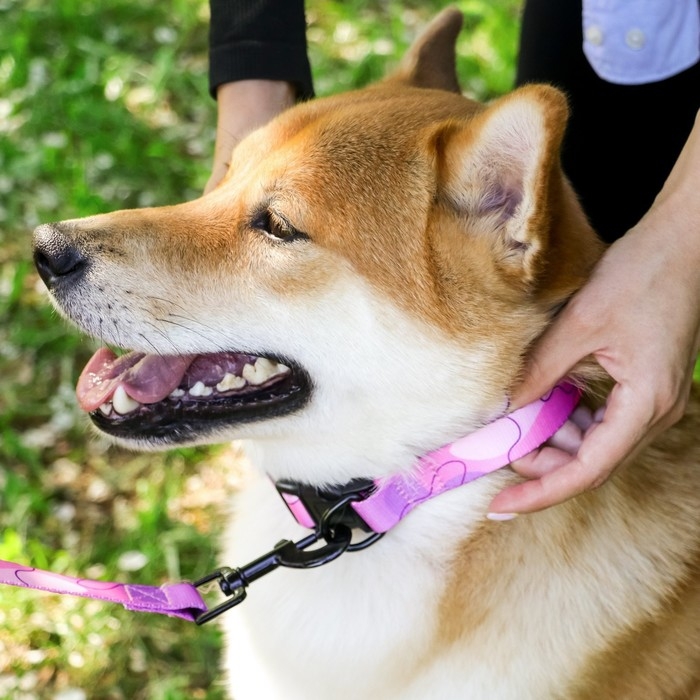 Набор &laquo;Нежность&raquo;, застёжка - фастекс, поводок 2 м и ошейник 28-46 см